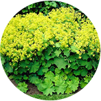 Alchemilla Mollis